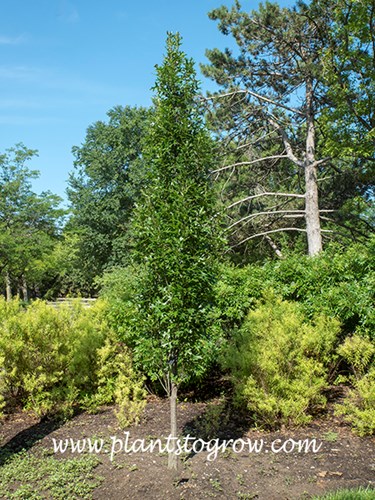 Green Pillar Pin Oak
This is a narrow form of the native Pin Oak.